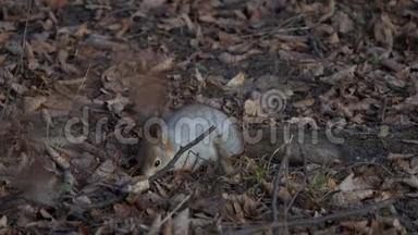 <strong>红松鼠</strong>或<strong>欧亚红松鼠</strong>在落叶地毯上寻找隐藏的食物